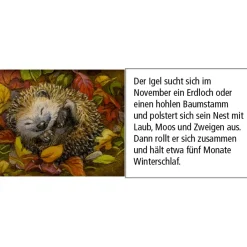 Käthe Wohlfahrt Adventsdeko & Kalender-Adventskalender 
